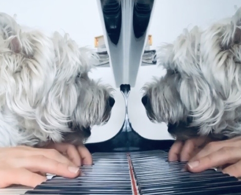 Der Teddy Eddy Song Terrier Lefa am Piano