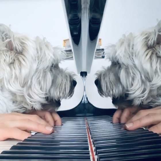 Der Teddy Eddy Song Terrier Lefa am Piano